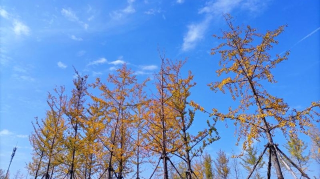 ?多彩的秋天，繽紛的秋葉
