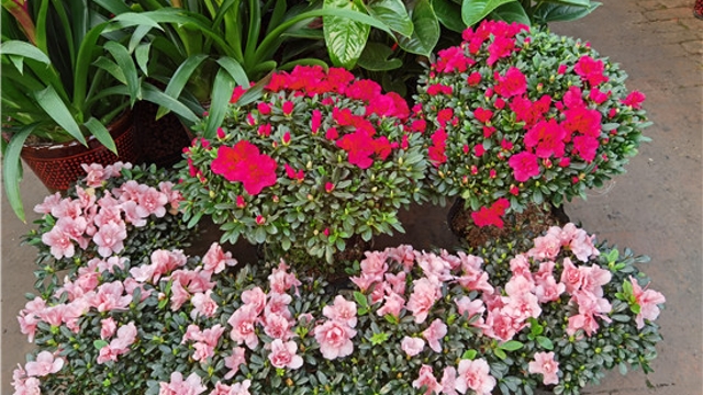 火紅年宵花，美麗過(guò)新年