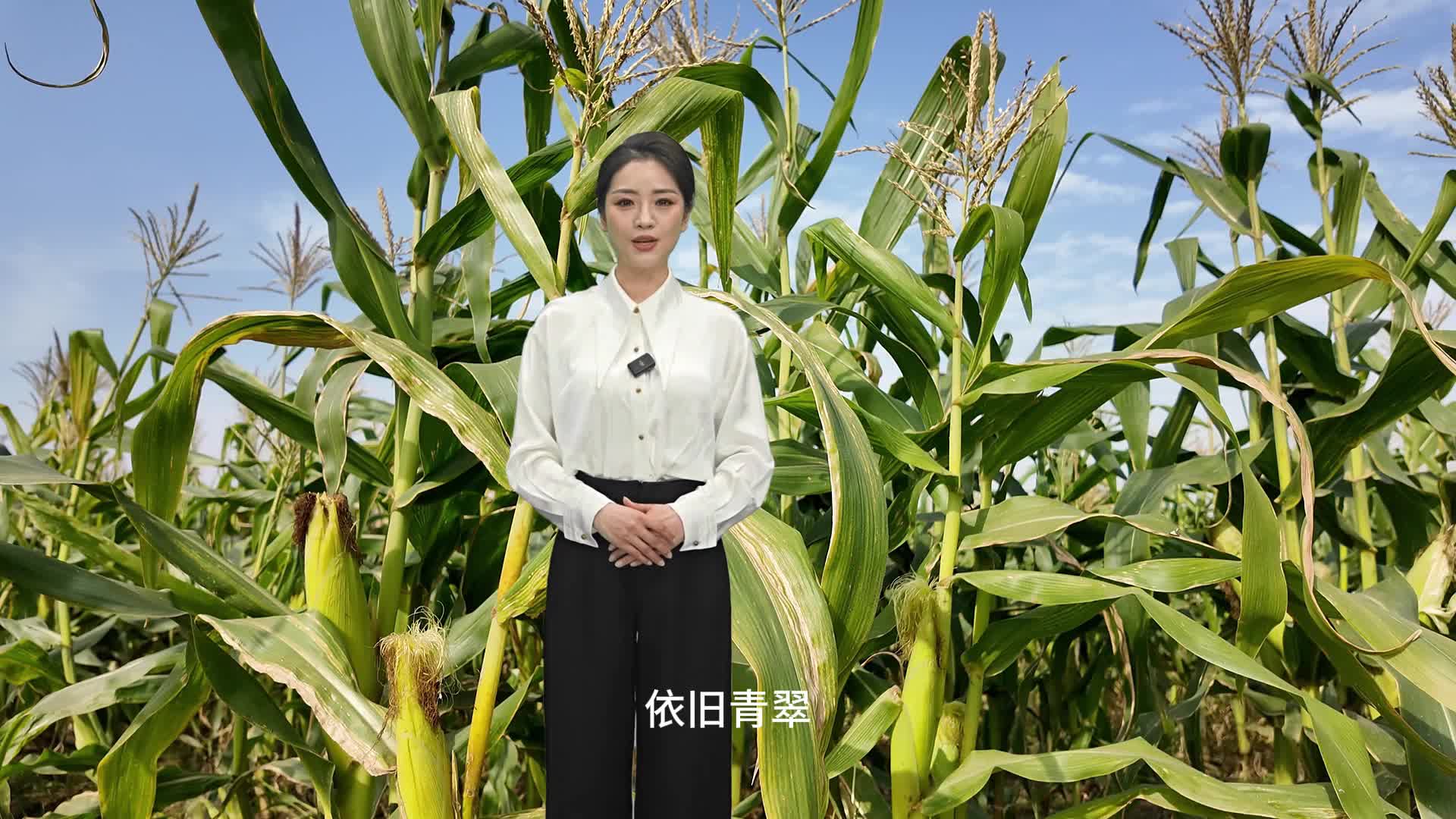 每年可以種三季，冬天成熟的玉米你見(jiàn)過(guò)嗎？